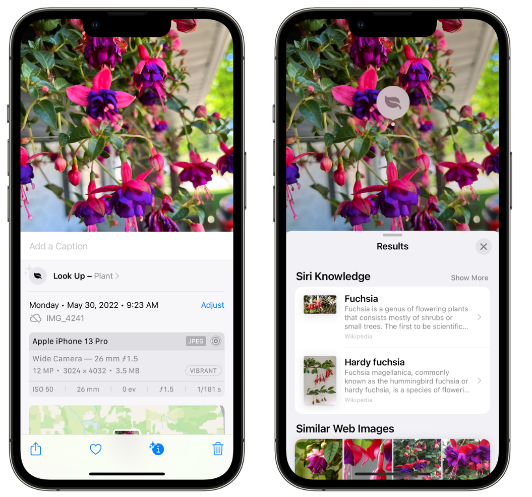 藁城苹果手机维修分享小技巧：使用 iPhone 相机识别花卉植物 